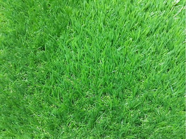 Cỏ nhân tạo sân vườn PTN-TG30