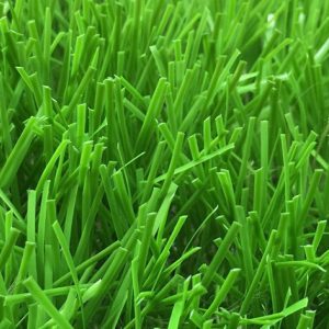 Cỏ nhân tạo PTN-M17