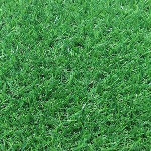 Cỏ nhân tạo sân vườn PTN-LG20
