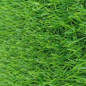 Cỏ nhân tạo PTN-LU3012