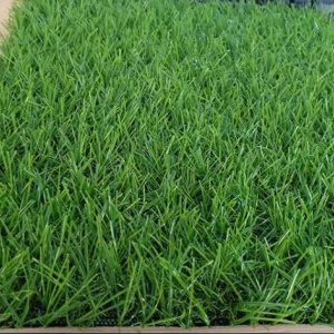 Cỏ nhân tạo PTN-LU3012