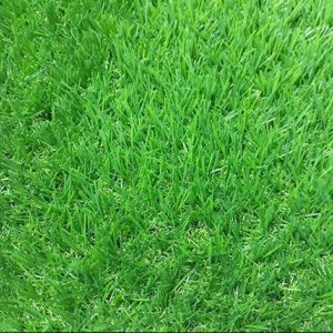 Cỏ nhân tạo sân vườn PTN-TG30